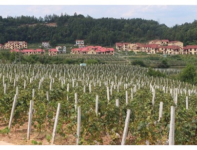 巴中恩陽區(qū)何家壩種植合作社200噸葡萄氣調保鮮庫工程建造方案