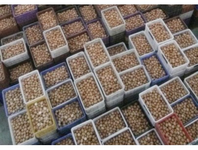 湖北神地農業(yè)10000平方大型鮮雞蛋氣調庫工程建造方案