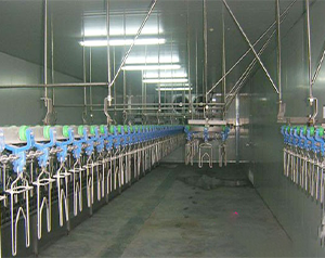 屠宰凍庫(kù)生產(chǎn)廠家